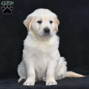 Warren, English Cream Golden Retriever Puppy